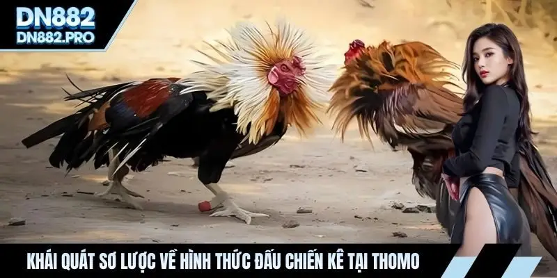 Khái quát sơ lược về hình thức đấu chiến kê tại Thomo
